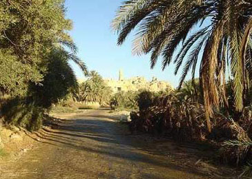 A typical Path through the Siwa Oasis in Egypt