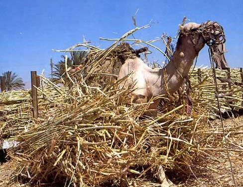Camel Taking a Roll in the Hay