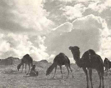 Camel solilque - late afternoon at Dakhala Oasis