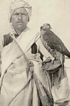 A typical Bedouin Falconer in the Lybian Desert