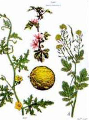 ancient egyptian medicine herbs