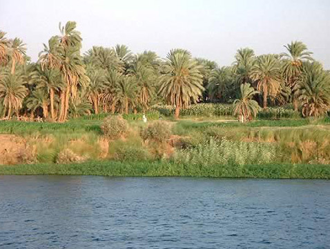 Along the Bank of the Nile