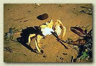 A Crab at Omayed