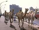 Big City Camels